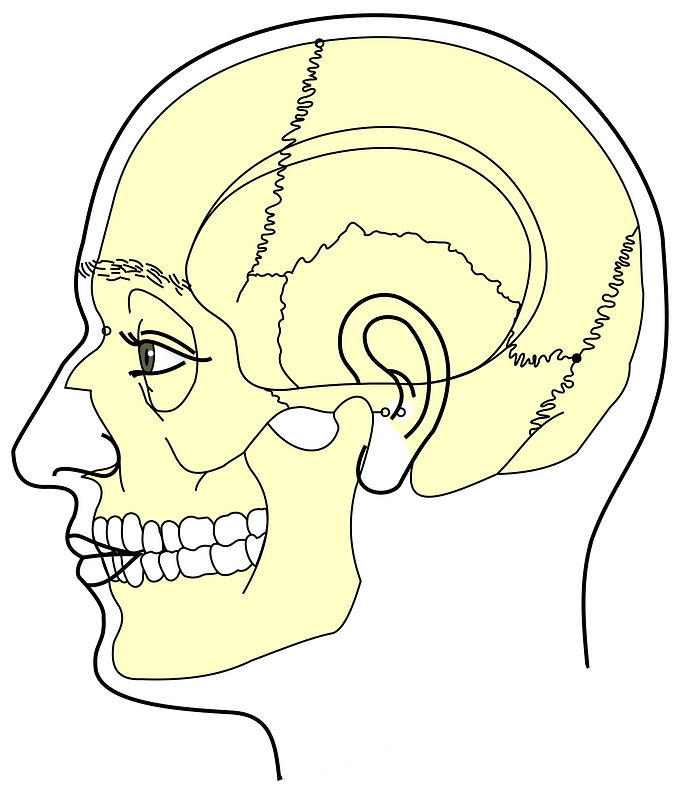 Grays Anatomy Side View Of Head Minus Labels