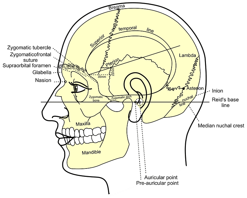 Grays Anatomy Side View Of Head