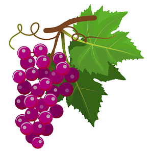 Grapes 010220192