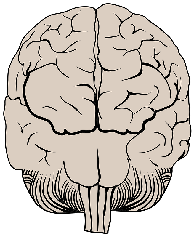 Brain Posterior View