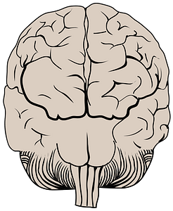 Brain Posterior View