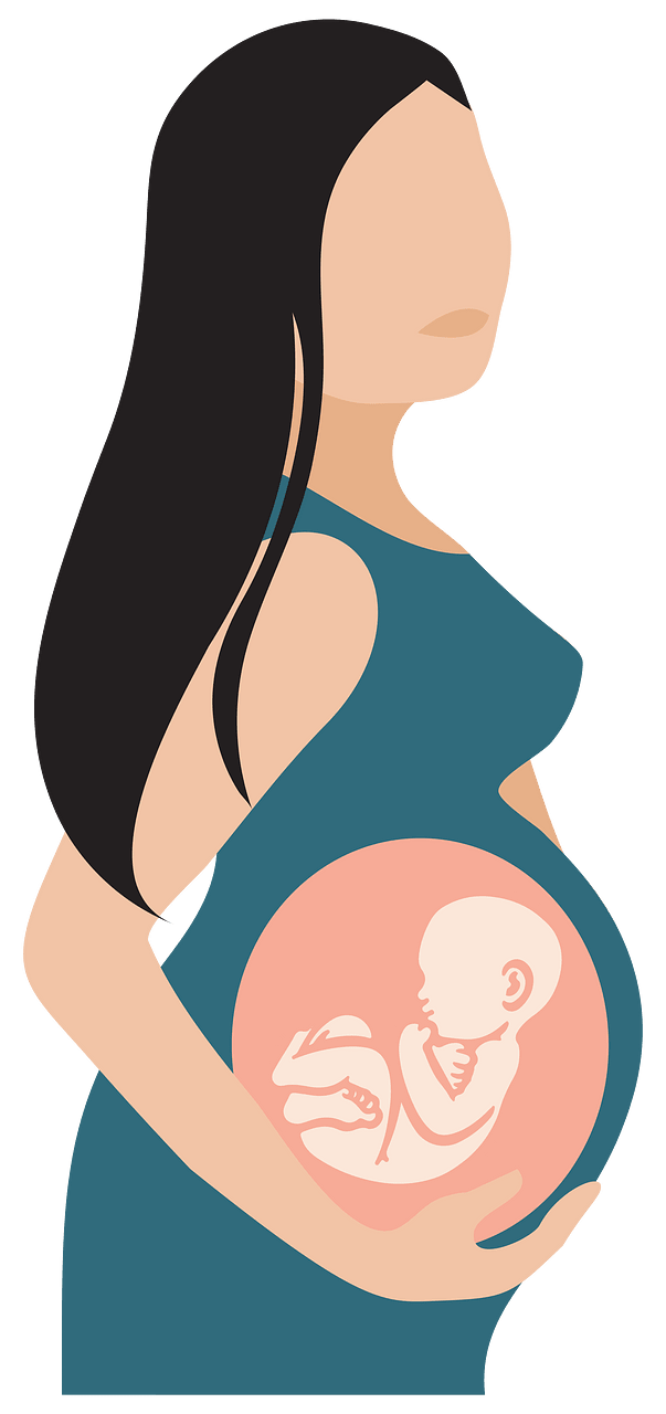 Pregnant Woman With See Through Belly Illustration