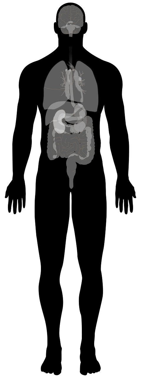 Man Anatomy