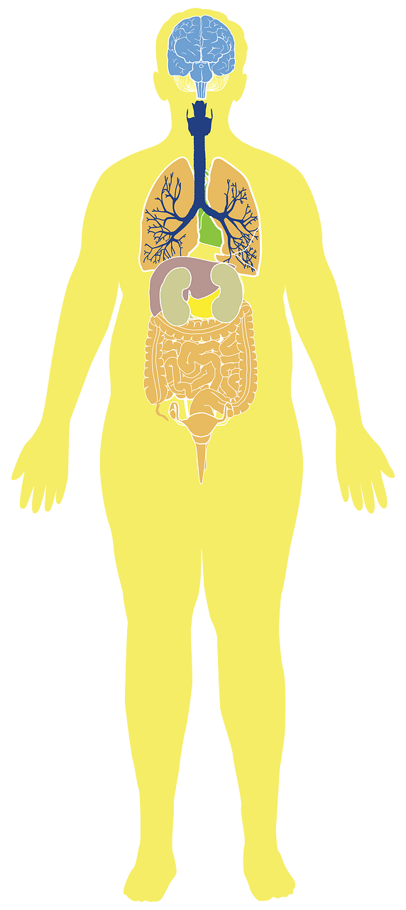 Obese Man Anatomy