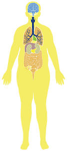 Obese Man Anatomy