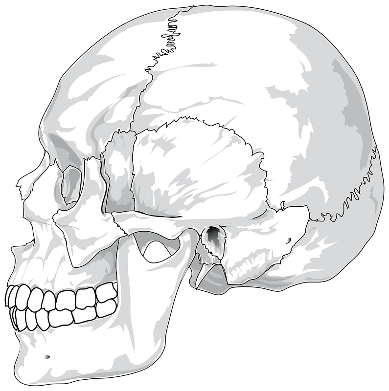 Human Skull Side View By LadyOfHats