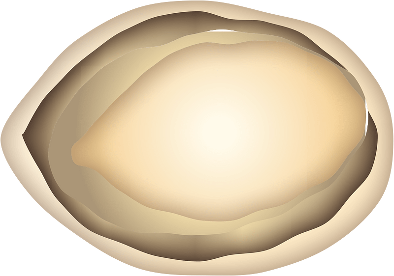 Abalone shellfish