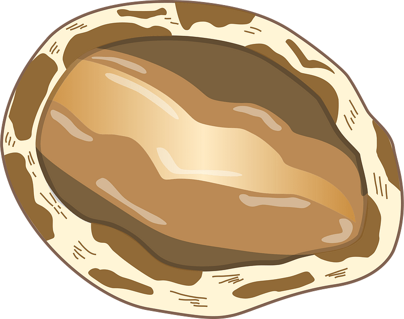 Abalone shellfish