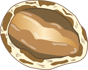 Abalone shellfish