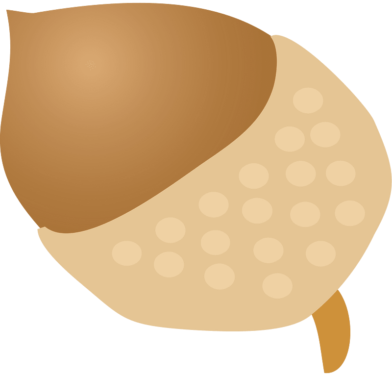 Acorn - Free vector clipart images on creazilla.com