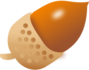 Acorn