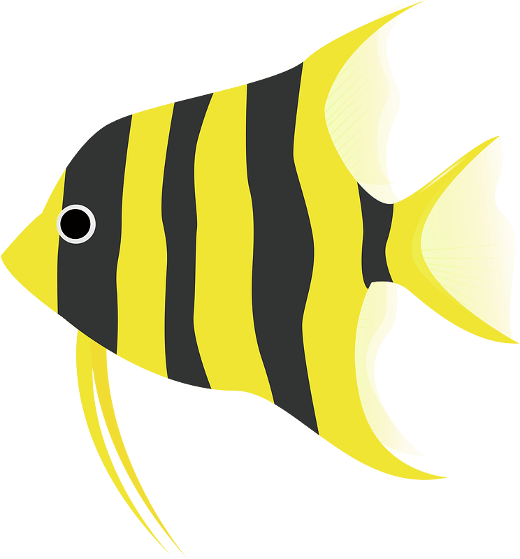 Angelfish