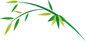 Bamboo