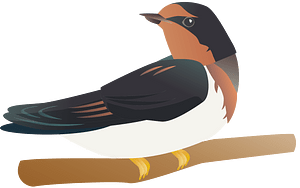 Hirundo rustica