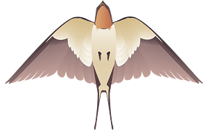 Hirundo rustica