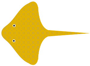Batoid ray