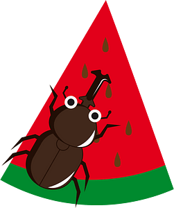 Beetle insect