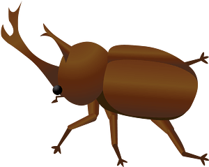 Beetle insect