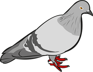 Bird animal