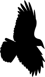 새