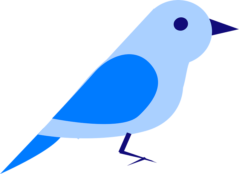 Birds animal