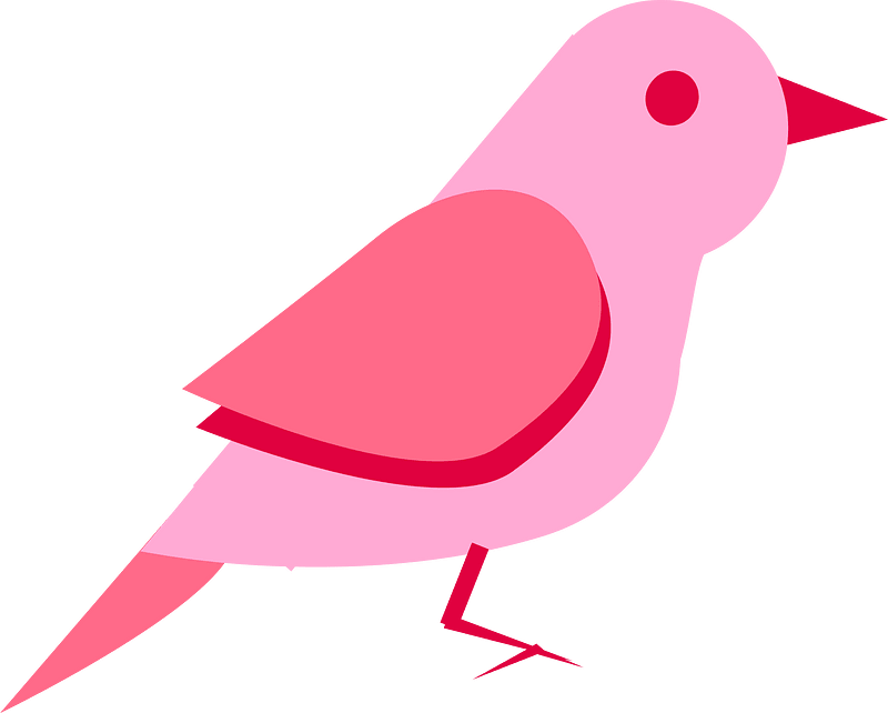 Birds animal