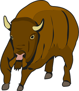 Bison