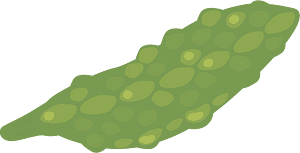 Bitter gourd