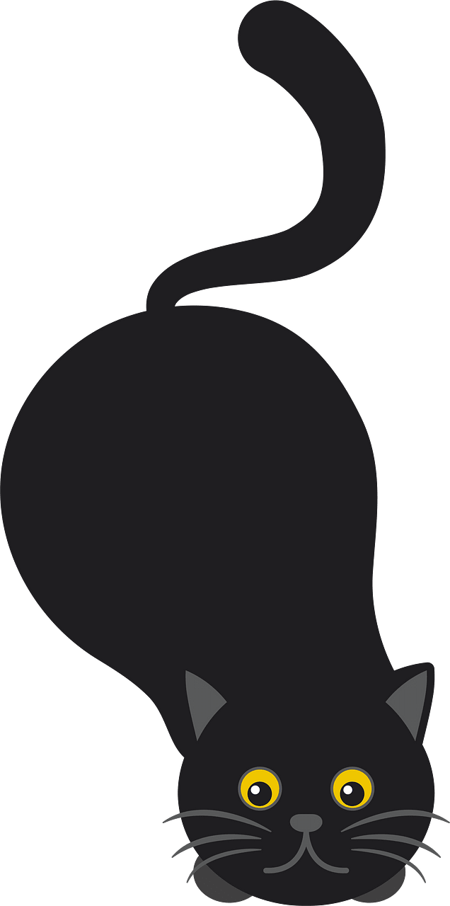 Black cat