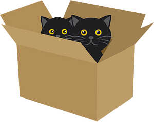 Black cats in the box