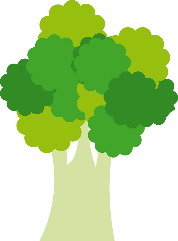 Broccoli vegetable