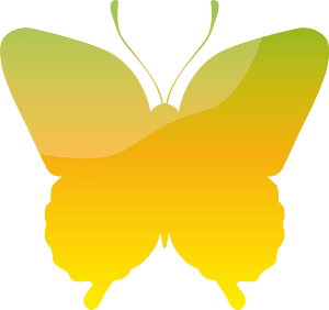 Butterfly insect