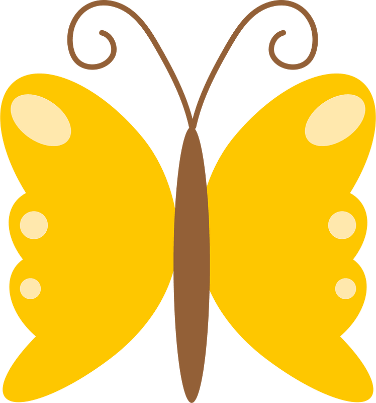 Butterfly insect