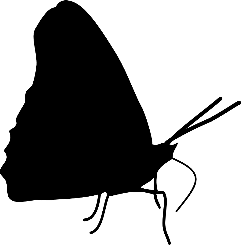 Butterfly silhouette