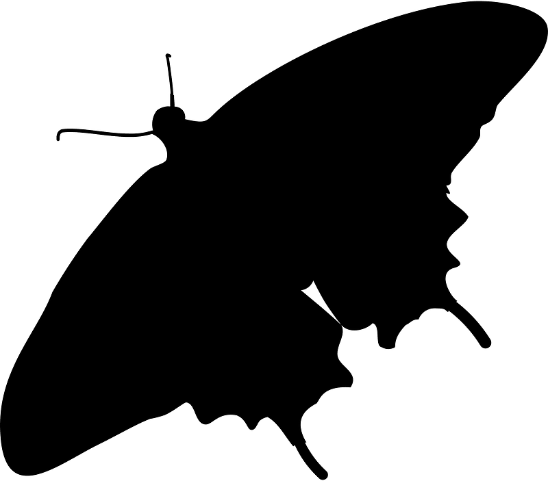 Butterfly silhouette