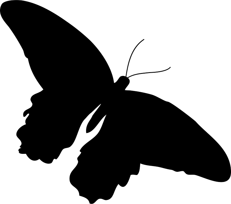 Butterfly silhouette