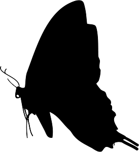 Butterfly silhouette