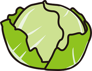 Cabbage vegetable