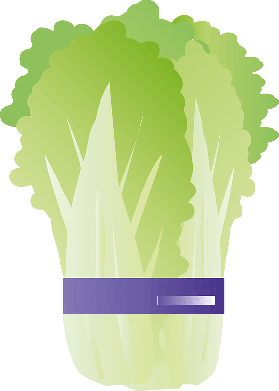 Cabbage vegetable