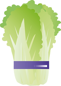 Cabbage vegetable