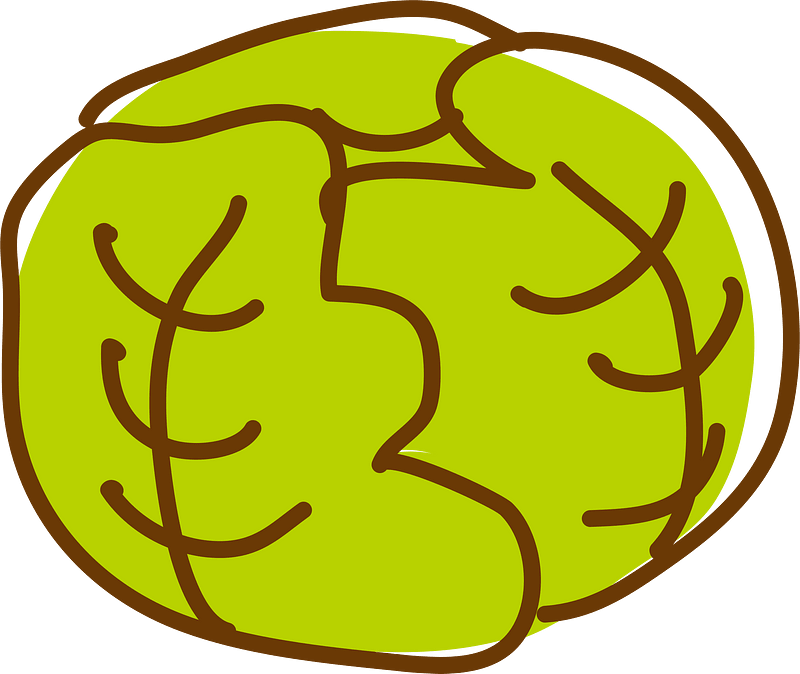 Cabbage vegetable