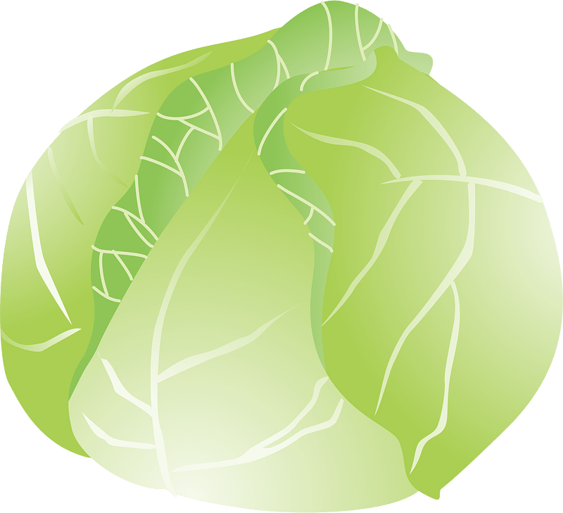 Cabbage vegetable