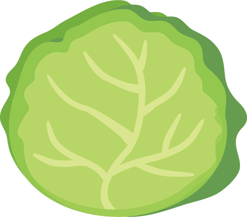 Cabbage vegetable