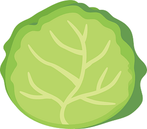 Cabbage vegetable