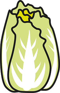 Cabbage vegetable
