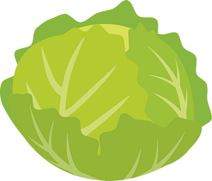 Cabbage vegetable