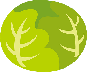 Cabbage vegetable