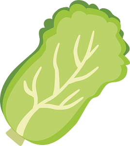 Cabbage vegetable