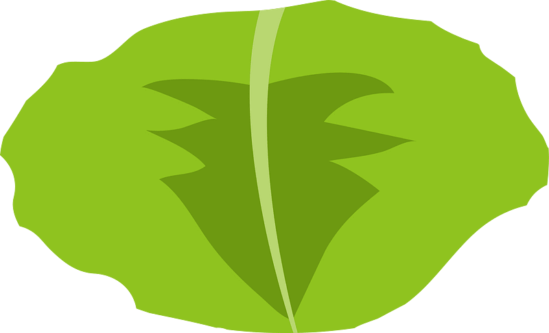 Cabbage vegetable