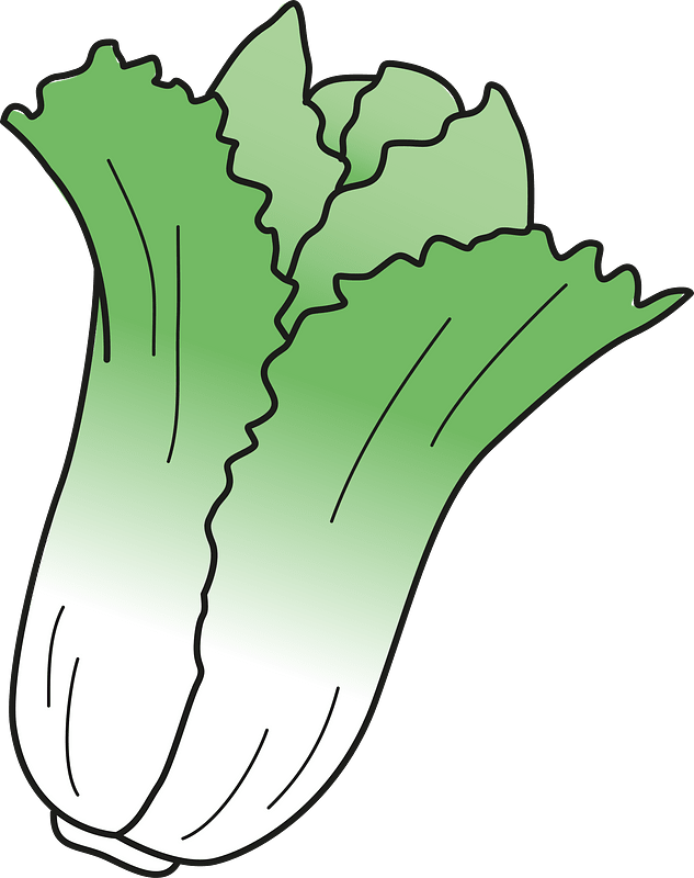 Cabbage